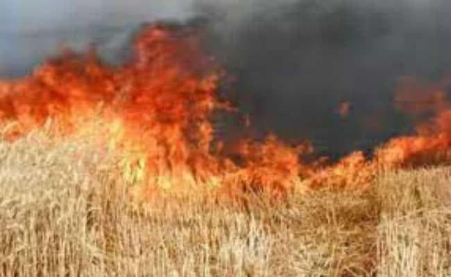 थ्रेसर की चिनगारी से गेहूं के खेत में लगी आग