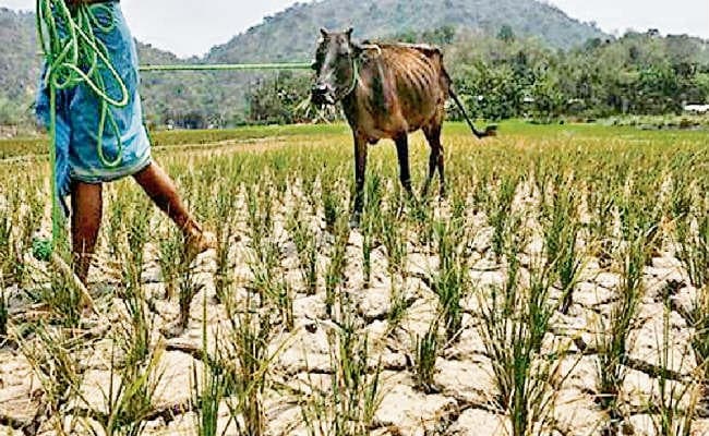 आशंका : ग्रामीण अर्थव्यवस्था को नुकसान, उपज में गिरावट
