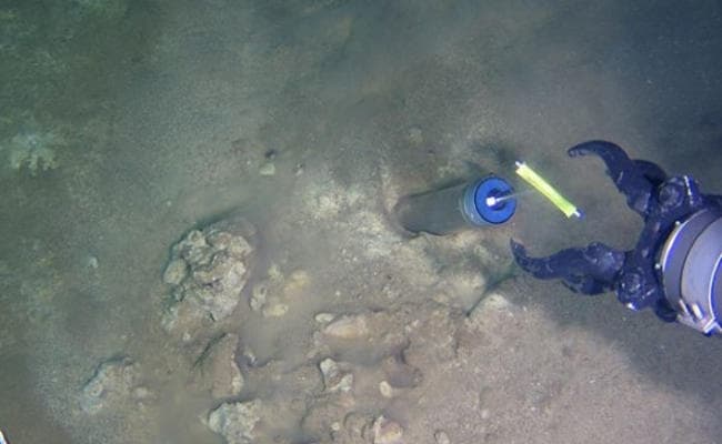 वैज्ञानिकों ने तेल पीने वाले एक नये जीवाणु का पता लगाया