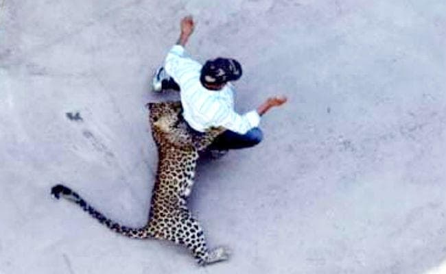 दरभंगा : तेंदुआ के हमले में चार जख्मी, ग्रामीणों ने तेंदुए को मार गिराया