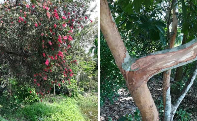 ''स्नेहांजलि'' को बचाने में जुटा एक होम्योपैथी चिकित्‍सक, निजी खर्च से छह बीघा में बनाया हर्बल गार्डन