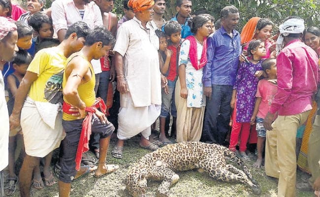 मुजफ्पुरपुर : तेहवारा पंचायत के चिचरी गांव का मामला, तेंदुए ने किया जख्मी, लोगों ने मार डाला