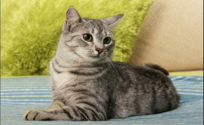 Health News : अगर आपके घर भी है पालतू बिल्ली, तो यह खबर आपके लिए है