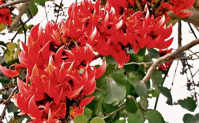 मेदिनीनगर : लोकसभा के चुनावी परिदृश्य से गायब है कुंदरी लाह बगान