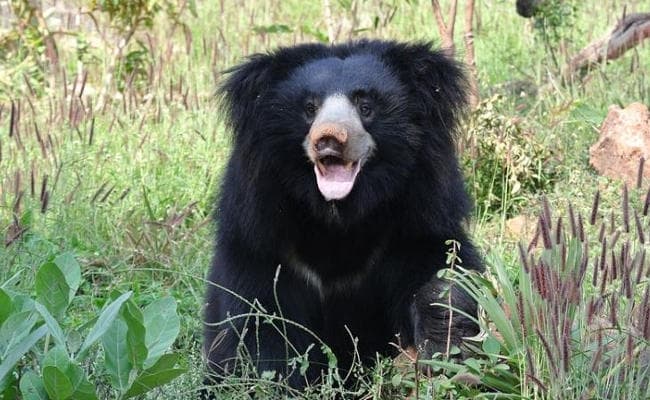 लोहरदगा में जंगली भालू के हमले में एक ग्रामीण की मौत, आधा दर्जन घायल