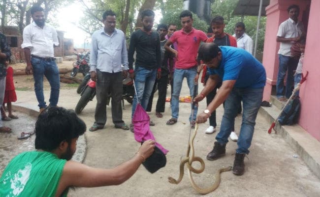 गोमो : जान जोखिम में डाल नाग-नागिन को बचाया