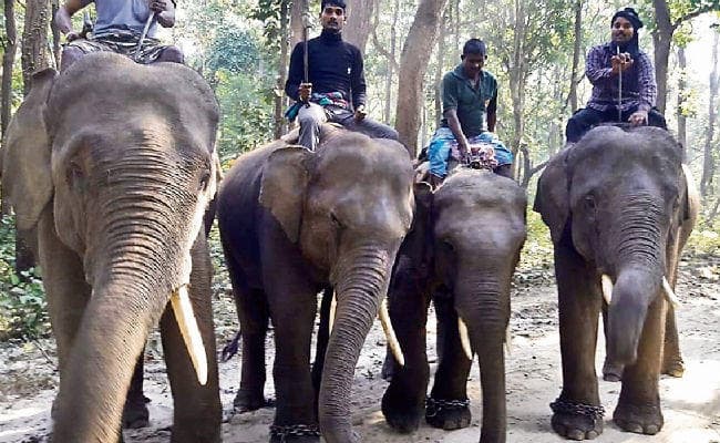 पश्चिमी चंपारण : वीटीआर क्षेत्र में पहुंचे तीन नेपाली हाथी, वनकर्मी अलर्ट, सुरक्षा को लेकर चार हाथी कोतराहा शिफ्ट