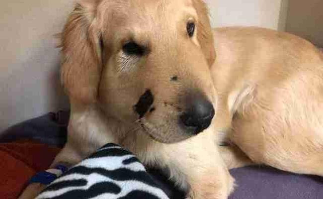 पालतू कुत्ता ने कोबरा से बचायी किसान की जान