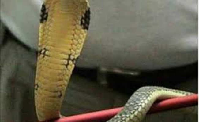 घर से पकड़ा गया जहरीला सांप