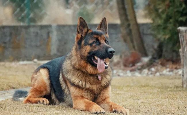 भाजपा का स्टिकर लगाये कुत्ते और उसके मालिक को पकड़ा गया