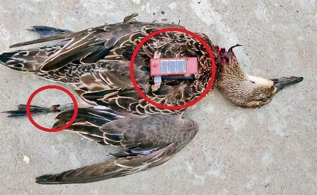 वैशाली : ....जब विदेशी चिड़िया के शरीर में मिला संदिग्ध उपकरण