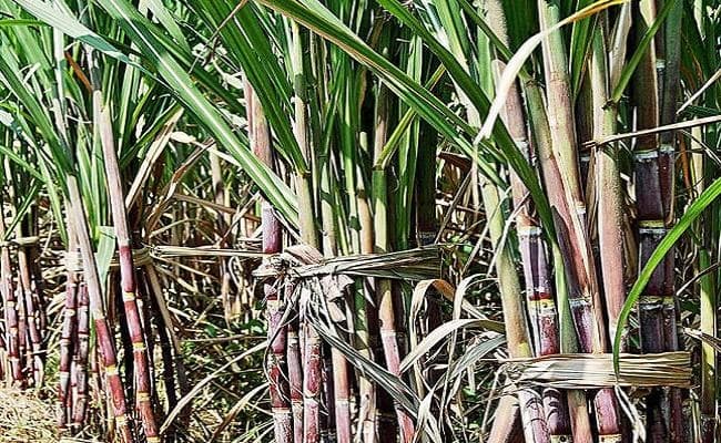 उत्तर प्रदेश में डिस्टलरी लगा रहे बड़े निवेशक, सरकार की नीतियों से बदल रही गन्ना किसान और चीनी उद्योग की सूरत