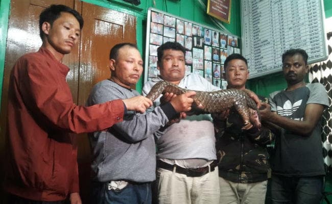 सिलीगुड़ी : मृत पेंगोलिन के साथ सिक्किम के 5 तस्कर गिरफ्तार, कार और कई दस्तावेज भी बरामद