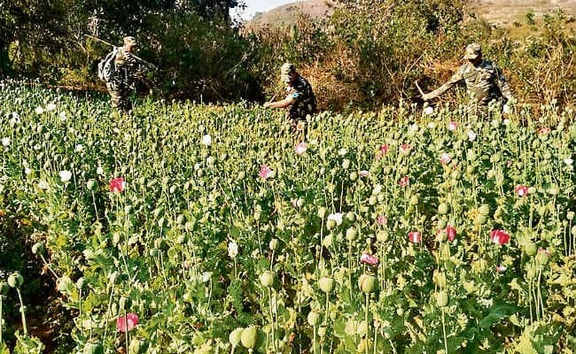 नामकुम : कभी सफल किसानों का क्षेत्र था हहाप अब पोस्ते की खेती के लिए बदनाम