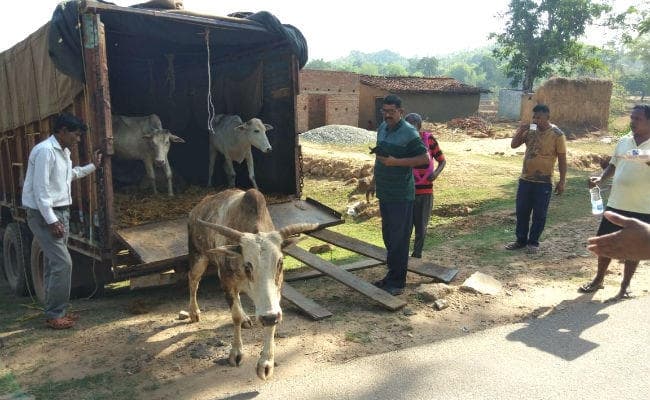 गुमला : ट्रक में ठूंसकर बंगाल ले जा रहे पशु जब्त, पांच पशुओं को मरने से बचाया गया