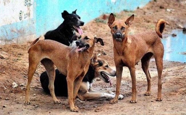 मथुरा के बरसाना में सात साल की देवकी को कुत्तों ने नोच खाया