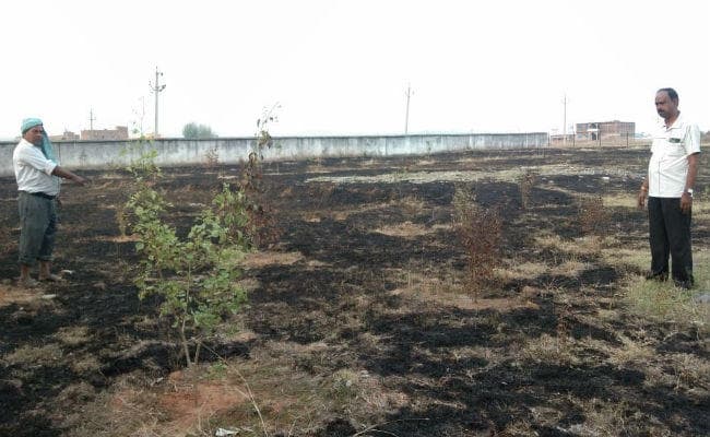 बड़कागांव : 11000 वोल्ट का तार गिर जाने से सैकड़ों पौधे जलकर राख, 36 घंटे से नहीं है बिजली