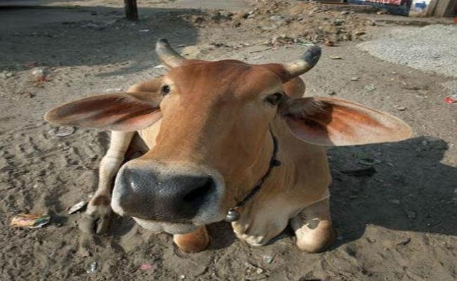 युवक ने मारी मोटरसाइकिल से टक्कर, गाय ने हमला कर चीर दिया पेट