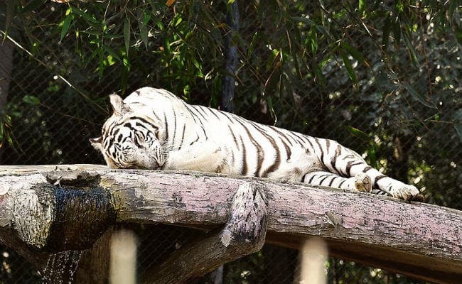 पटना जू के मांसाहारी जानवरों ने रखा सोमवार को उपवास