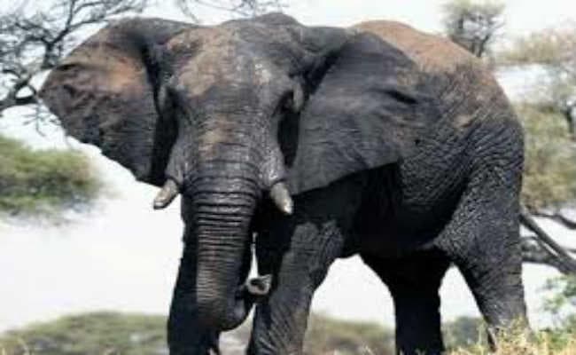 हाथियों ने दो एकड़ में लगी फसल रौंदी, किसान आहत