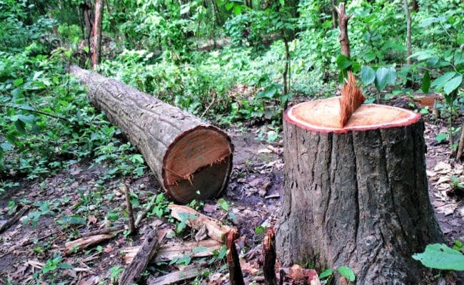 सड़क किनारे से पेड़ों को काटकर की जा रही चोरी