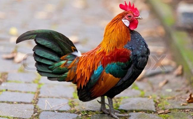 मुर्गे की बांग ने पड़ोसन को किया परेशान, पहुंची थाने