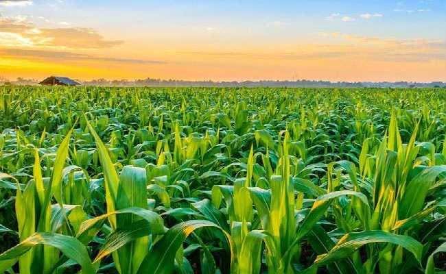 मुख्यमंत्री कृषि आशीर्वाद योजना में 30 लाख किसानों के बीच बांटे जायेंगे दो हजार करोड़, आदेश जारी