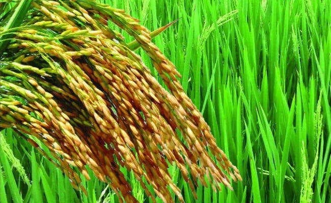 18 जिले आर्सेनिक के प्रभाव में, फसलें हो रहीं प्रभावित