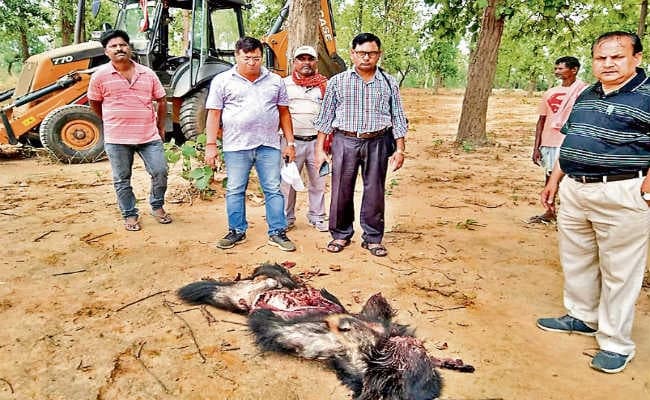 ग्रामीणों ने भालू को मार डाला, पंजा काटा