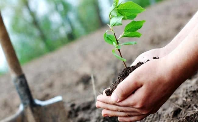 ग्रामीण सड़कों के किनारे लगेंगे पांच हजार पौधे
