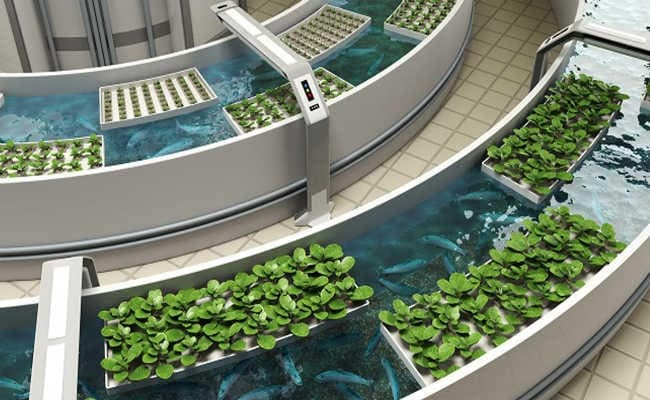 पानी में होगी मक्का, गेहूं व सब्जी की खेती, योजना पर तीन साल में होंगे 1.80 करोड़ खर्च