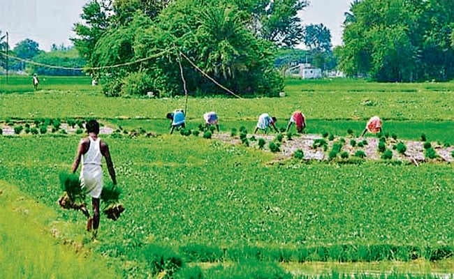 बीज टेंडर में देरी :  सचिव ने निदेशक को किया शो कॉज, जानें क्‍या है पूरा मामला ?