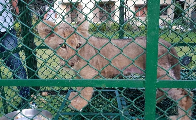 शावक व विरल प्रजाति के लंगूरों की तस्करी करते तीन गिरफ्तार