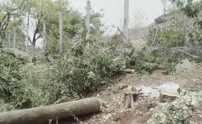 लकड़ी माफिया ने दिन दहाड़े दर्जनों पेड़ काटे, ग्रामीणों के विरोध पर मारने की दी धमकी