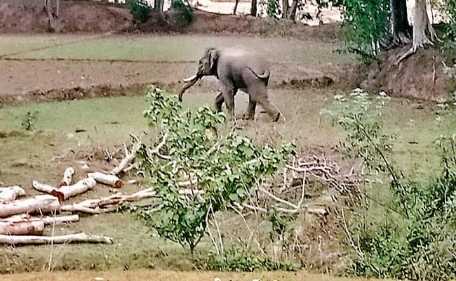 लकड़ी माफियाओं ने सिल्ली के जंगल में दिनदहाड़े काटे दर्जनों पेड़, ग्रामीण ने विरोध जताया, तो दी काट डालने की धमकी