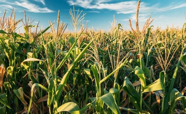 जलवायु परिवर्तन से वैश्विक खाद्य उत्पादन प्रभावित हो रहा है : अध्ययन