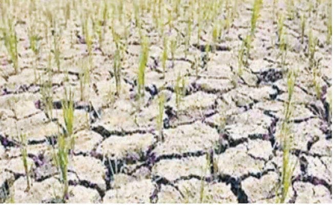 पटना : सूखे से निबटने को सरकार ने कसी कमर, बनी रणनीति, समीक्षा बैठक में मुख्यमंत्री ने दिये कई निर्देश