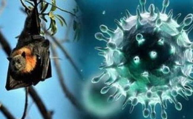 केरल में फिर लौटा निपाह वायरस, संक्रमण से 12 साल के बच्चे की मौत, केंद्र सरकार ने भेजी टीम