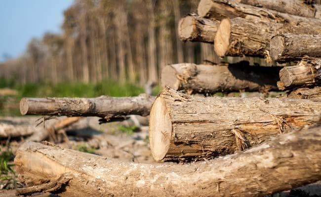 बर्मा टीक की तस्करी के लिए सिलीगुड़ी रूट का इस्तेमाल