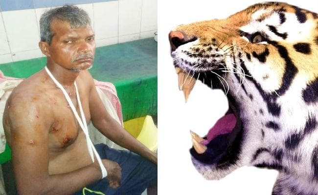 औरंगाबाद : खेत में सब्जी तोड़ रहे किसान पर जंगली जानवर ने किया हमला, बाघ के हमले की चर्चा