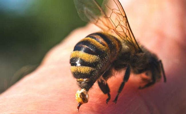 मधुमक्खियों के काटने से एक बच्चे की मौत, दूसरे की हालत नाजुक