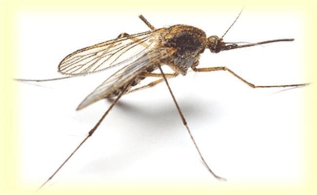 मच्छरों का लार्वा रोकने के लिए चलेगा अभियान