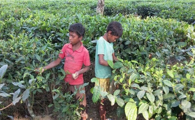 CRY Report: भारत में कुल बाल मजदूरों में 62.5 फीसदी बच्चे कर रहे हैं खेतों में काम