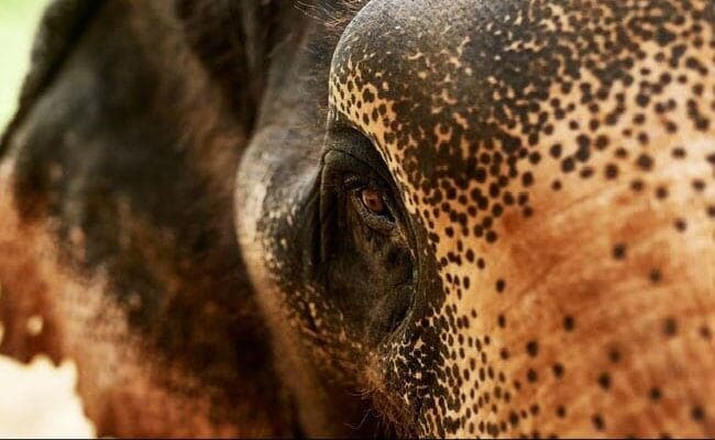 जंगली हाथियों ने तीन घरों को किया क्षतिग्रस्त