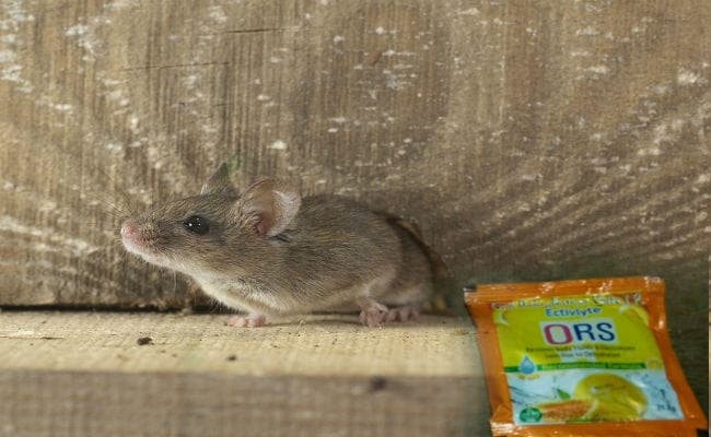 चमकी बुखार : आंगनबाड़ी केंद्रों पर आ रहे चूहों ने कुतरे ओआरएस के पैकेट