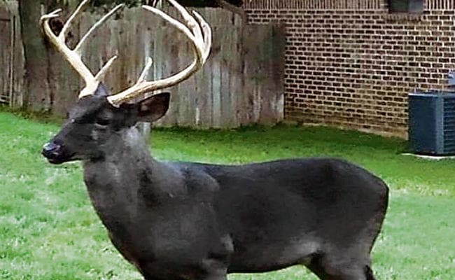 काला हिरन, चौसिंगा, चिंकारा भी  हो जायेंगे आंखों से ओझल!