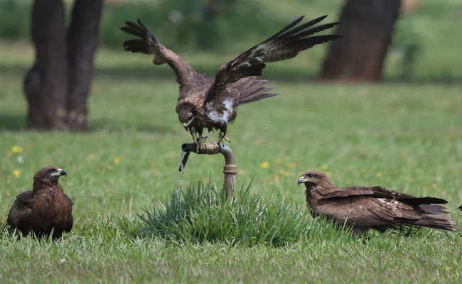 गर्मी से मनुष्य व पशु-पक्षी भी व्याकुल