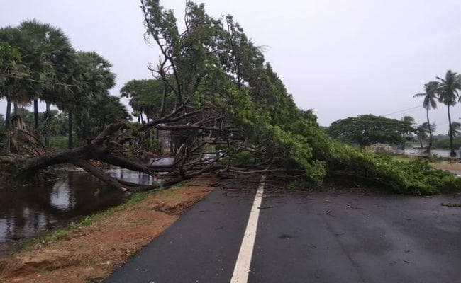 आंधी-बारिश के कारण गिरे पेड़, मौसम खुशनुमा