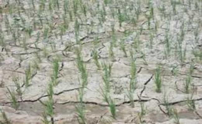 गर्मी की मार, खेतों में दरार, सूख गये बिचड़े