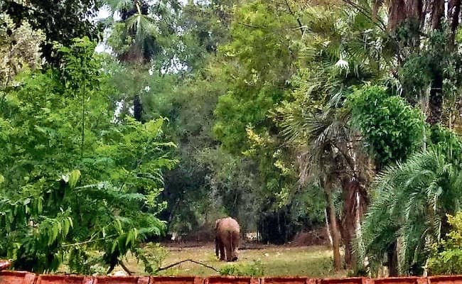पोड़ैयाहाट : हाथी ने तीन को कुचल कर मार डाला